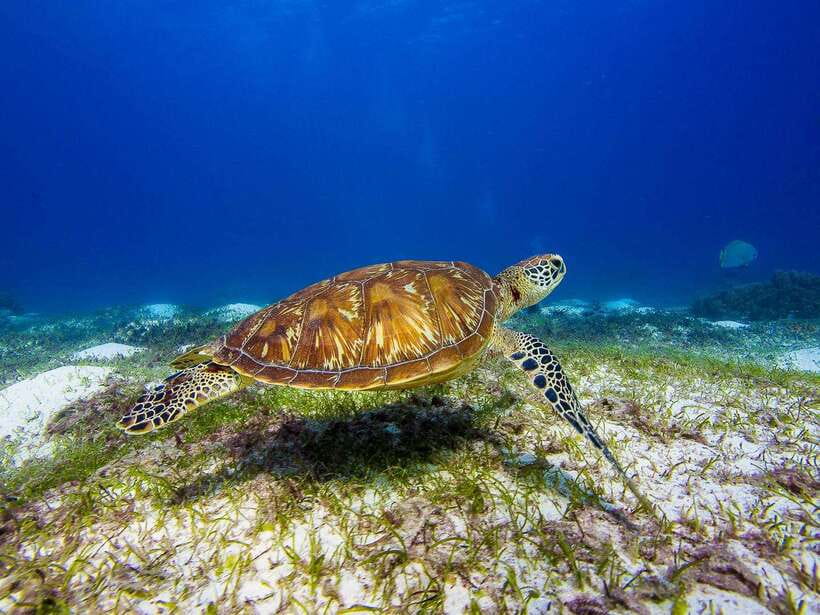 Pamilacan island: Dolphins, snorkel, lunch and walking tour - One hour on the Bohol Sea looking for dolphins