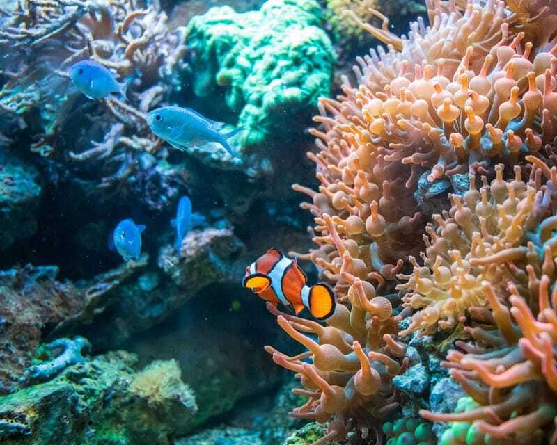 Panglao: Snorkeling at NapalingReef with Sardines Experience - Who should book this Panglao reef outing