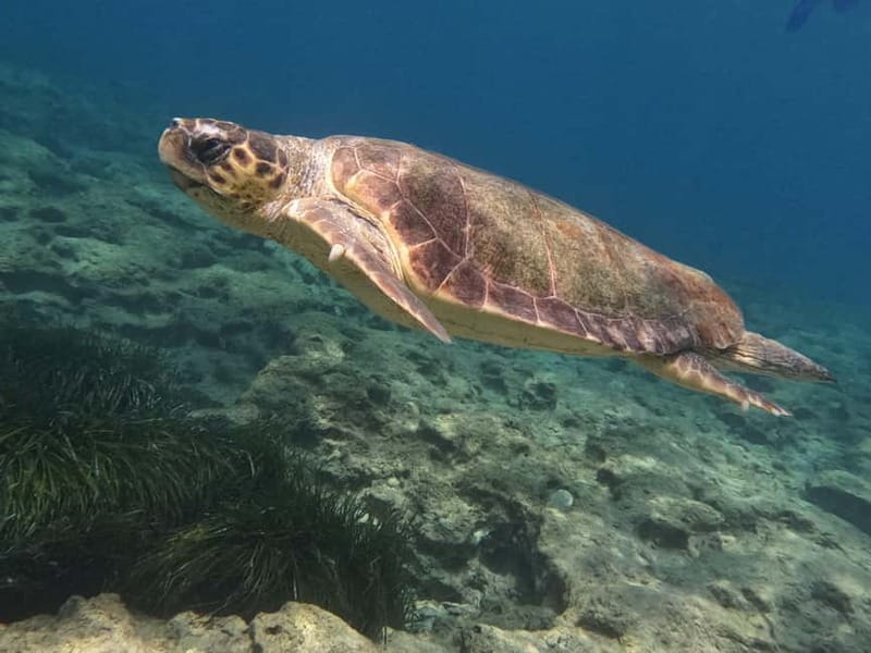 Paphos: Turtle-Watching Snorkeling Sea Scooter Trip - What you may see under the water