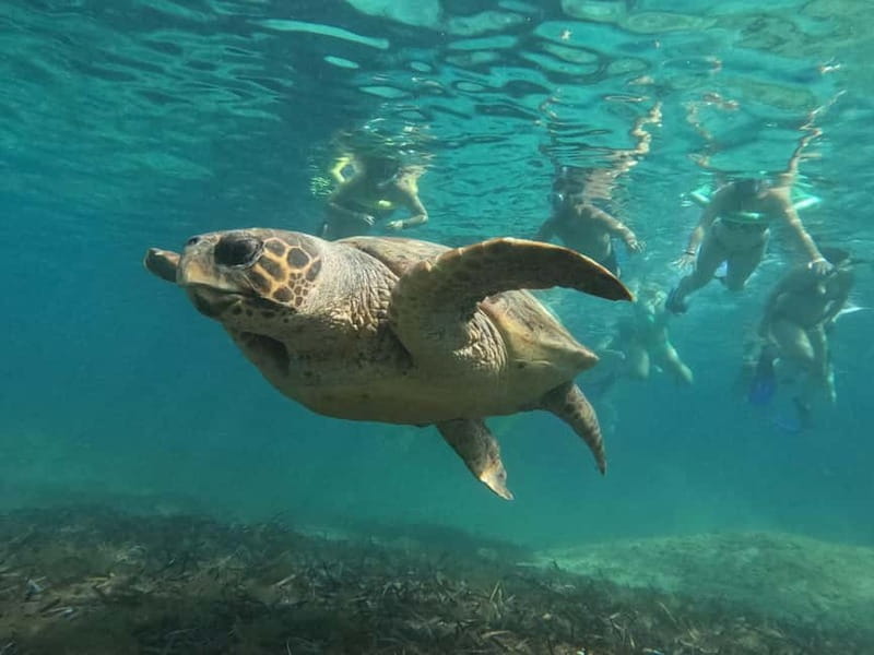 Paphos: Turtle-Watching Snorkeling Sea Scooter Trip - Respecting the turtles is part of the experience