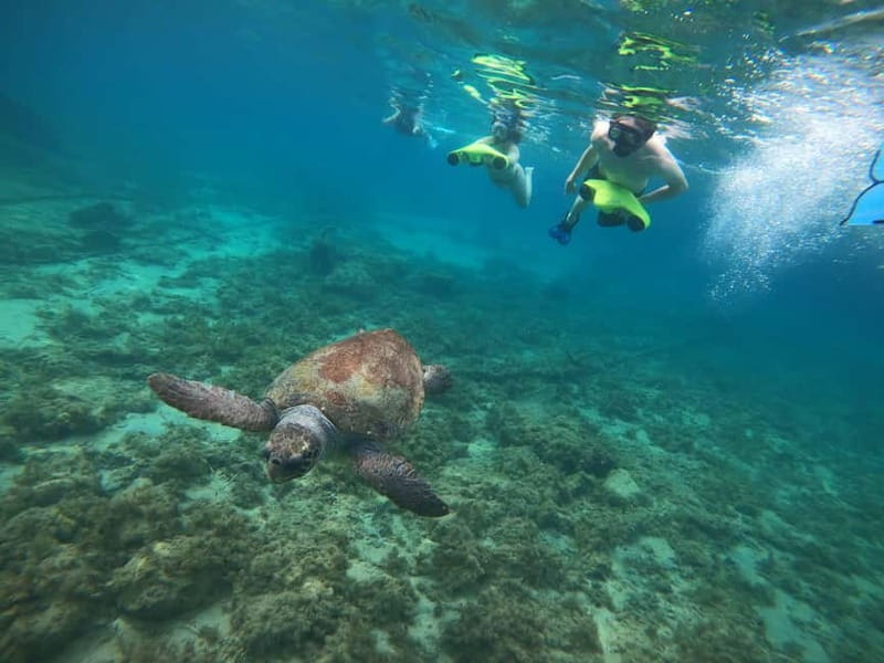 Paphos: Turtle-Watching Snorkeling Sea Scooter Trip - Is $70 good value?
