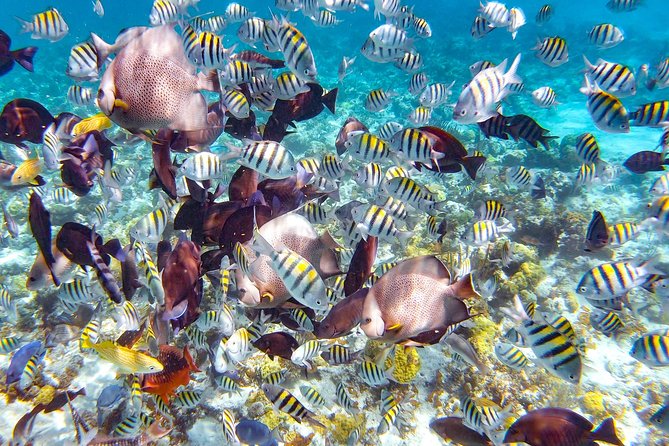 Pearl Island Bahamas Snorkeling Experience and Lunch - Pearl Island at a glance