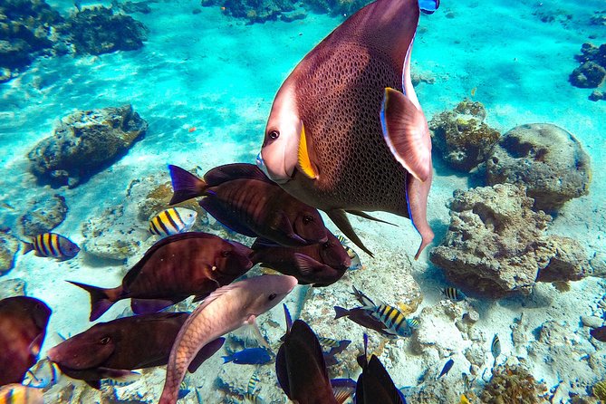 Pearl Island Bahamas Snorkeling Experience and Lunch - Snorkeling: pleasant, but not a dedicated reef trip