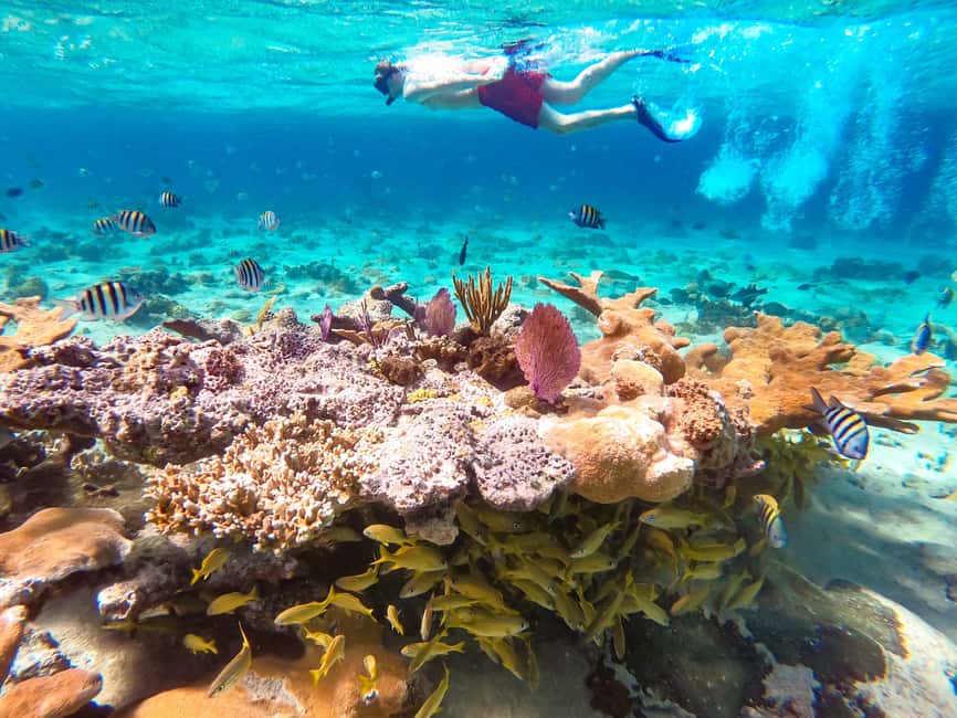 Pearl Island Beach: Full-day Snorkelling with Lunch - Key points to know before booking