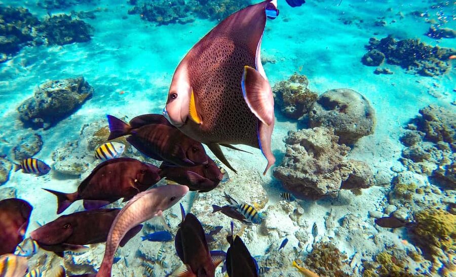 Pearl Island Beach: Full-day Snorkelling with Lunch - Lunch with a Bahamian plate