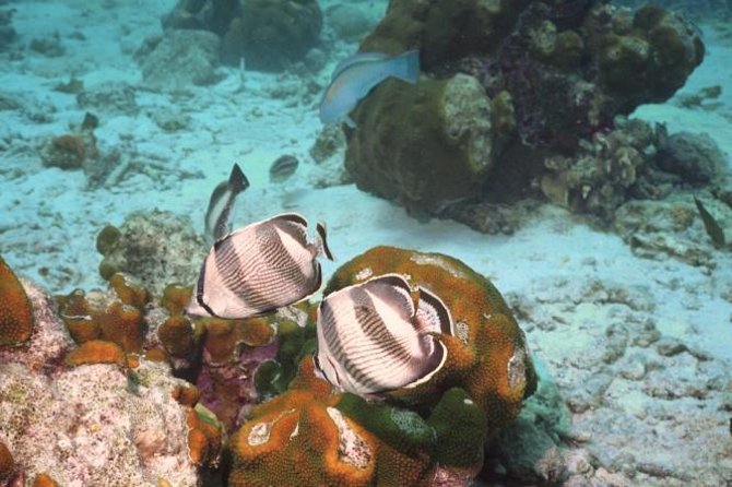 Pelican Rock Snorkeling and Sightseeing Adventure - Pelican Rock puts the fish and the famous views together