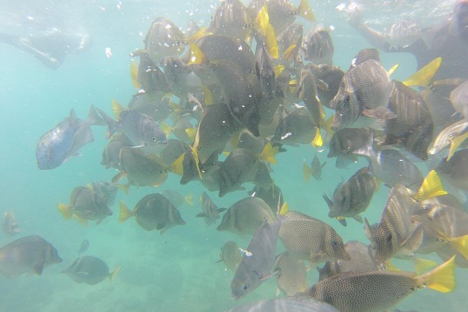 Pelican Rock Snorkeling and Sightseeing Adventure - Timing, meeting point, and the money side