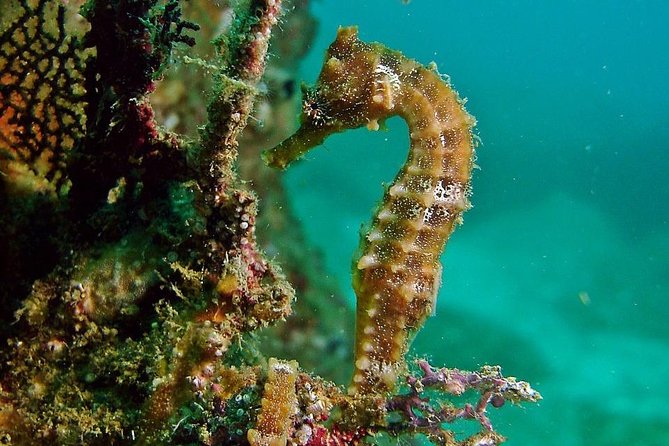 Pelican Rock Snorkeling and Sightseeing Adventure - What to bring for a smoother outing