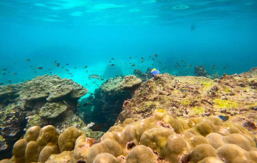 Phi Phi: Half-Day Tour with Maya Bay, Pileh Lagoon & Snorkel - Loh Samah Bay and the quieter moments