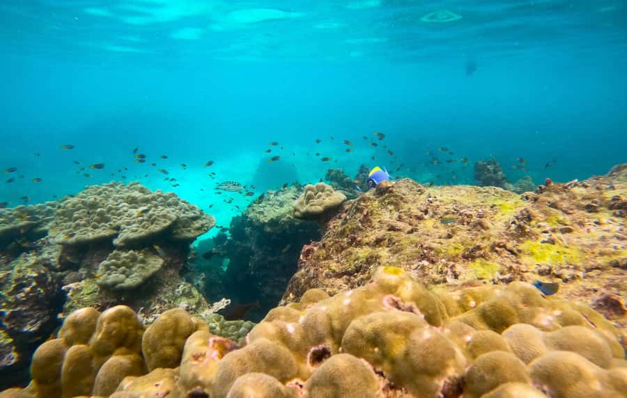Phi Phi: Private Longtail Boat to Maya Bay with Snorkeling - Snorkeling with fish and blacktip reef sharks