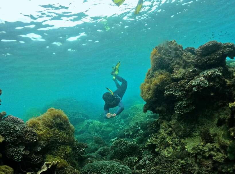 Phu Quoc Small-group Snorkeling to the Coral Jungle Reef - Key points at a glance