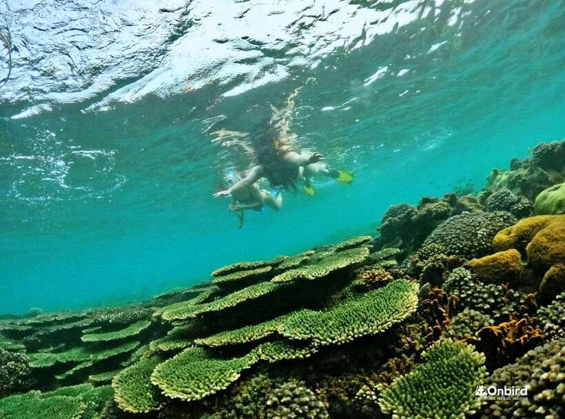 Phu Quoc Small-group Snorkeling to the Coral Jungle Reef - Two sessions at Coral Jungle Reef
