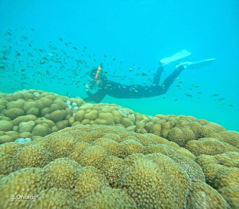 Phu Quoc: Speed Boat Tour 4 Islands - 2 Reefs Snorkeling - A six-hour sea trip with a sensible plan
