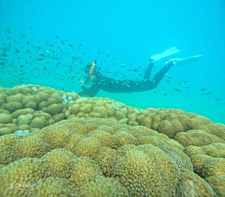 Phu Quoc: Speed Boat Tour 4 Islands - 2 Reefs Snorkeling - The $47 price and what it covers
