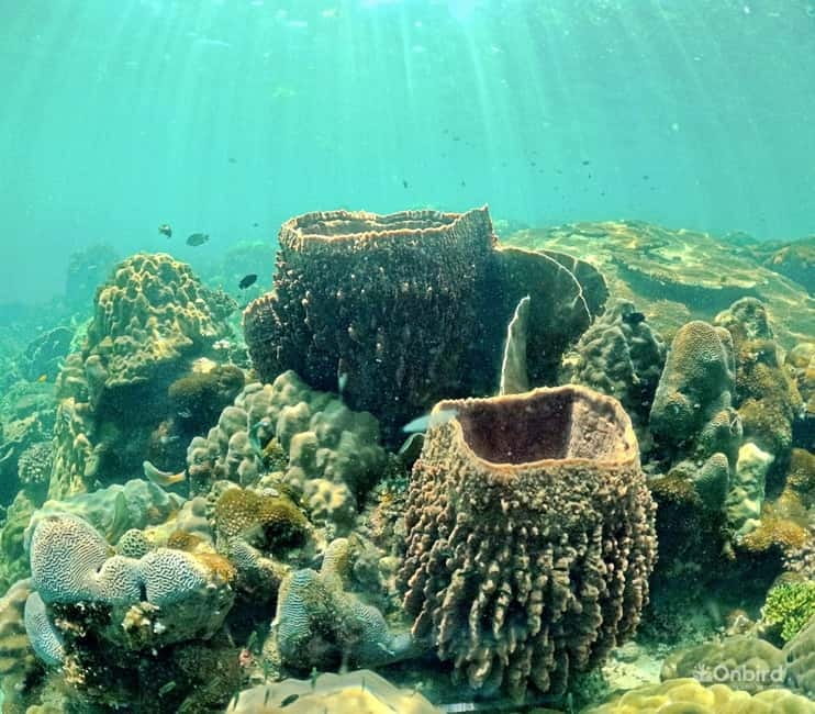Phu Quoc Speedboat Pro Snorkeling: 4 Islands-2 Reefs & Meal - Who should book, and who should skip it
