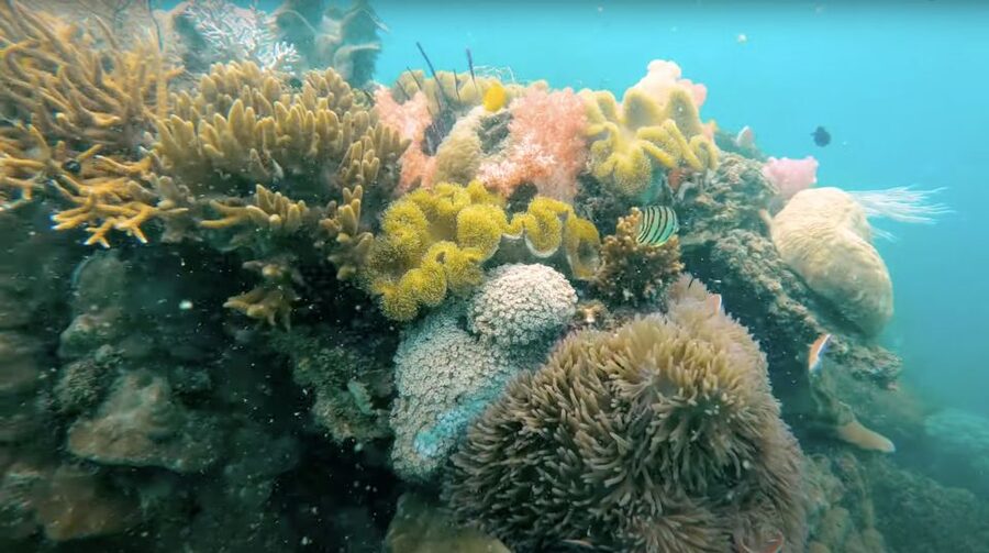 Phu Quoc: Speedboat Tour of 4 Islands with Snorkeling & BBQ - How the guides shape the day