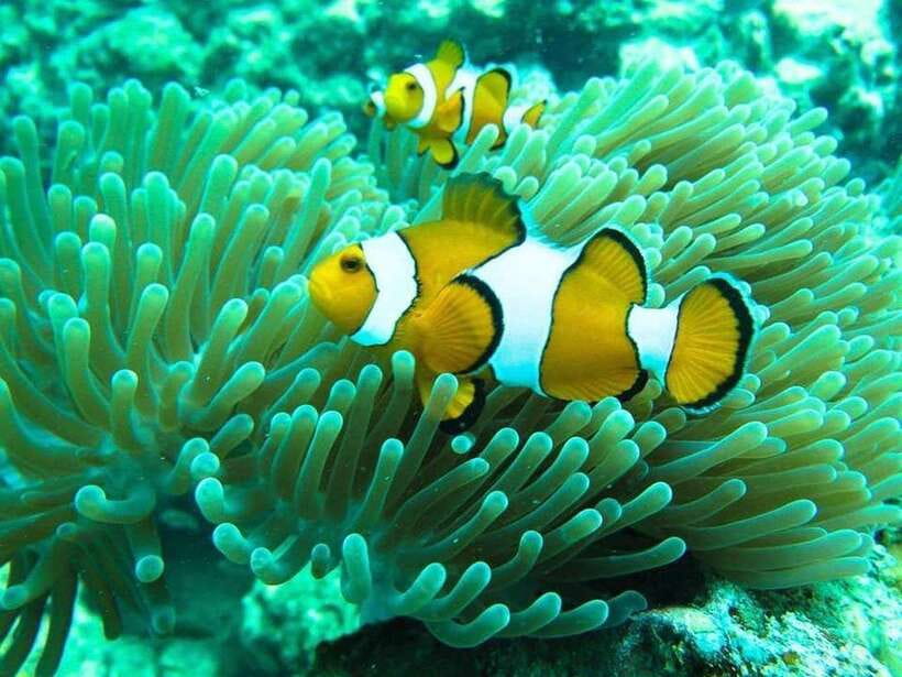 Phuket: 3 Khai Islands Relax & Snorkeling Half/Full Day Tour - Why the Khai Islands work for an easy Phuket day