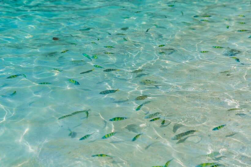 Phuket: 3 Khai Islands Relax & Snorkeling Half/Full Day Tour - Is the $24 price good value?