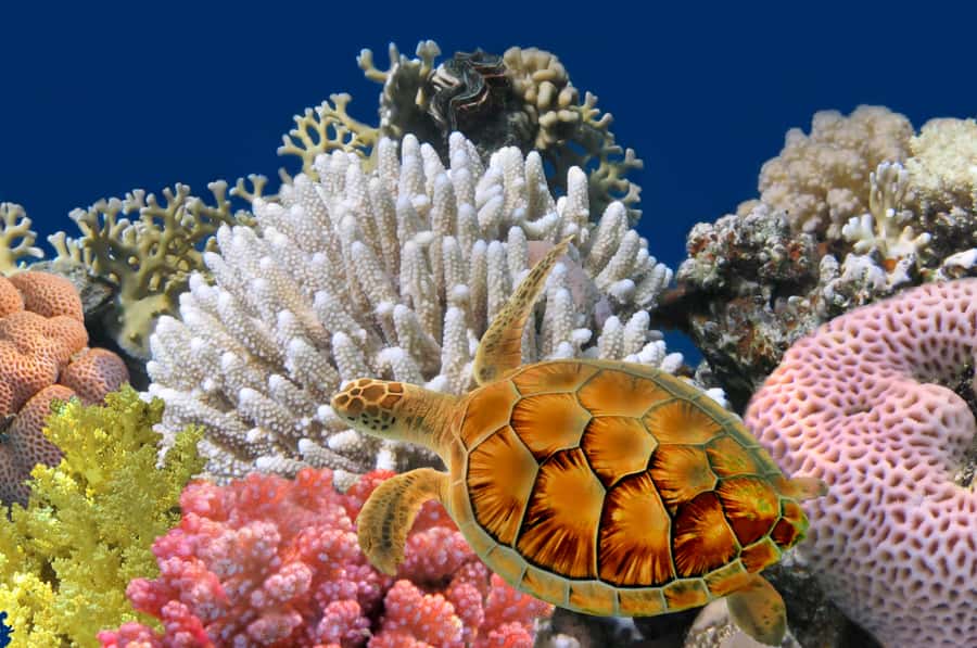 Phuket: Coral Island Longtail Boat Cruise with Snorkeling - The short ride to Coral Island