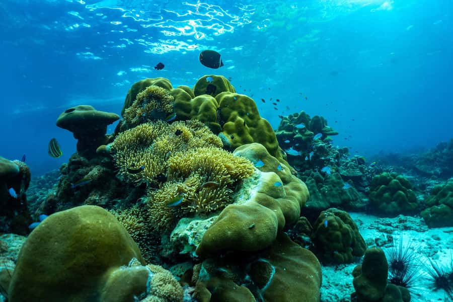 Phuket/Khao Lak: Snorkeling Trip to Phi Phi & Bamboo Islands - Bamboo Island gives you the longest pause