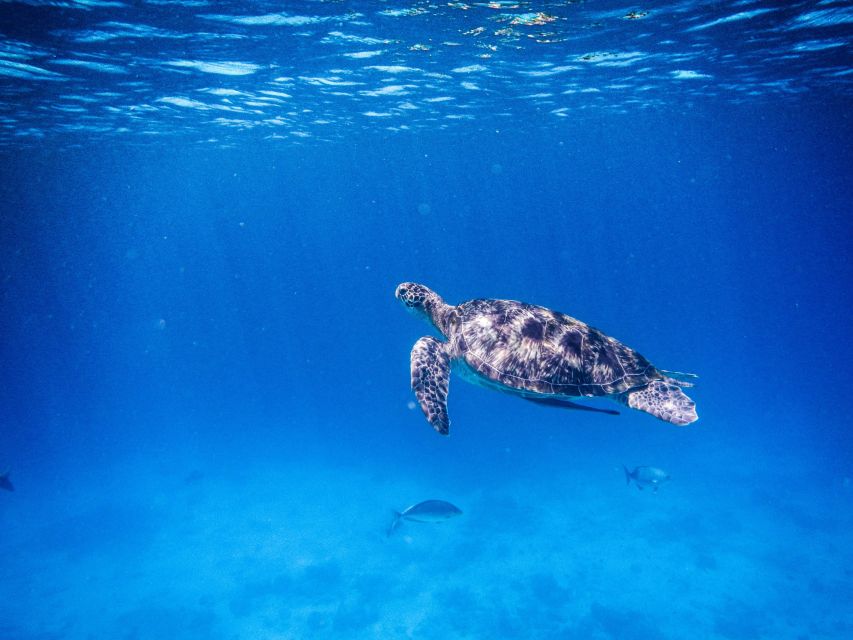 Phuket/Khao Lak: Speedboat Snorkel Tour to Similan Islands - Koh Payu: the first serious snorkeling stop