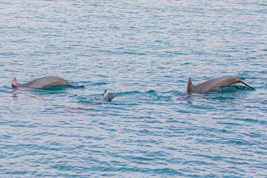 Phuket: Maiton, Coral, and Racha Island Snorkeling Trip - Racha Island brings the main beach and reef stop