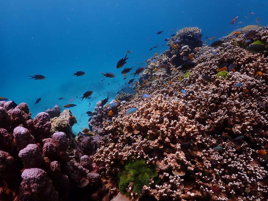Phuket: Racha Islands Premium Tour with Snorkel & Lunch - Banana Bay brings the best underwater time