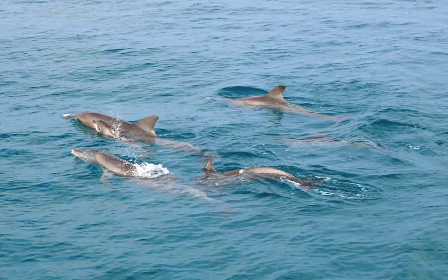Phuket: Racha Islands Premium Tour with Snorkel & Lunch - Koh Racha Yai combines lunch and beach time