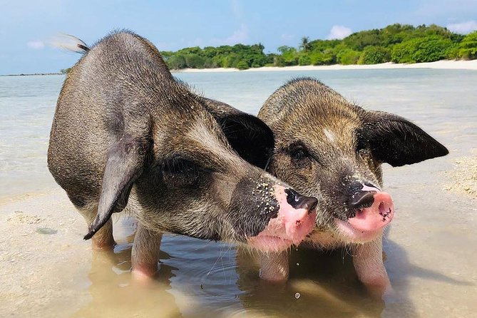 Pig Island Experience By Speed Boat, Snorkeling, Kayaking Relaxing on the Beach - What the schedule really includes