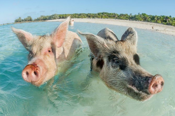 Pig Island Experience By Speed Boat, Snorkeling, Kayaking Relaxing on the Beach - Who will enjoy this trip most