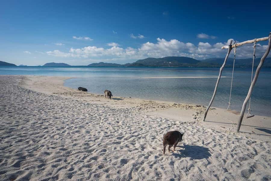 Pig Island(Koh Mudsum) and Koh Tan Half Day Snorkeling Tour - Why Pig Island makes this four-hour trip different