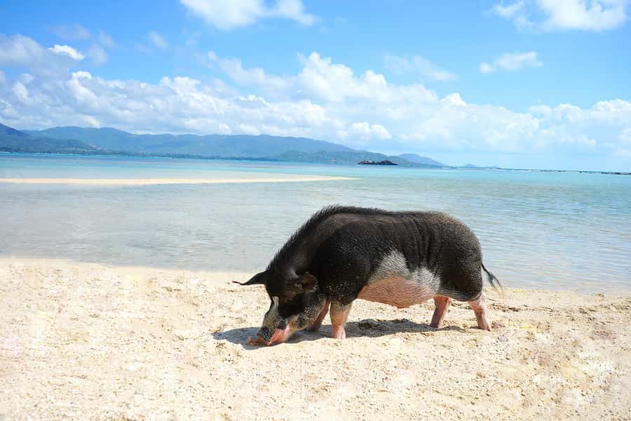 Pig Island(Koh Mudsum) and Koh Tan Half Day Snorkeling Tour - Booking details that matter