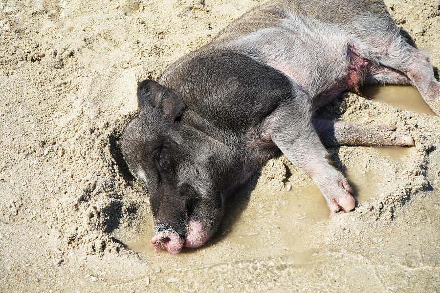 Pig Island(Koh Mudsum) and Koh Tan Half Day Snorkeling Tour - The speedboat ride from Koh Samui