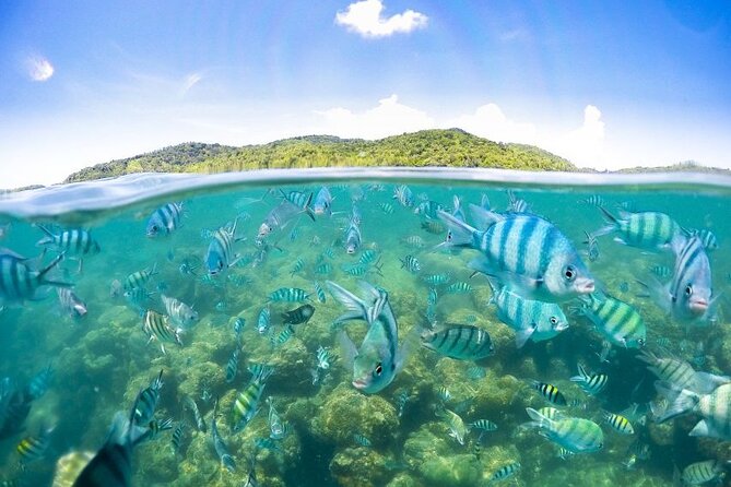 Pig Island Tour by Speedboat with Snorkeling - The guides make a big difference