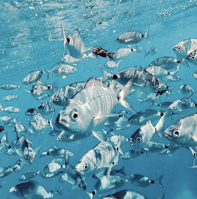 Port de Sóller: Snorkeling Tour with Professional Guide - Key points at a glance