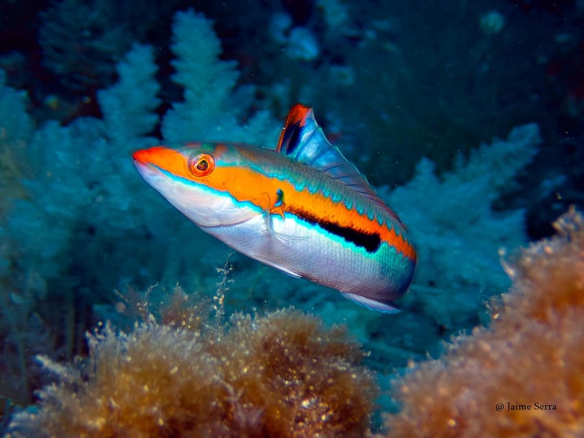 Port de Sóller: Snorkeling Tour with Professional Guide - Picking the right departure time