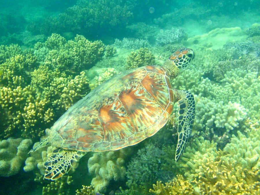 Port Douglas: Half-Day Low Island and Lagoon Snorkeling Tour - Key points to know before booking