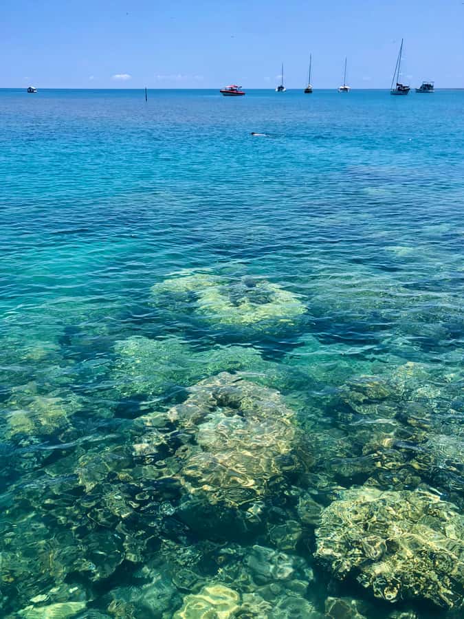 Port Douglas: Half-Day Low Island and Lagoon Snorkeling Tour - Two hours at Low Isles, three ways to use them