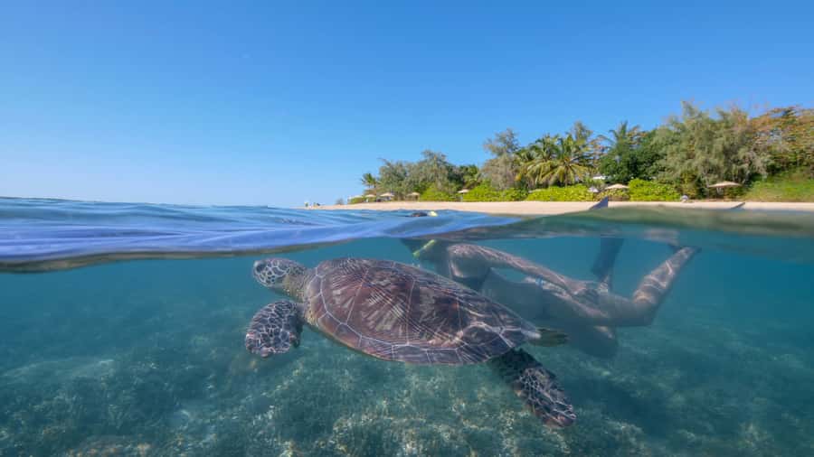 Port Douglas: Low Isles Glass Bottom Boat & Snorkeling Tour - A short boat ride to a quieter reef setting