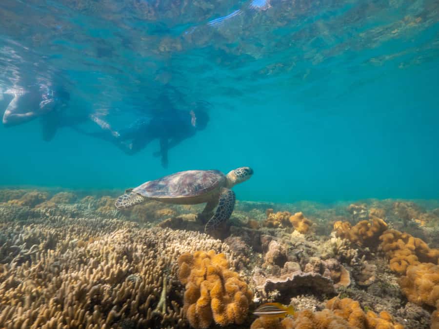 Port Douglas: Low Isles Glass Bottom Boat & Snorkeling Tour - What is included, and what you need to pack