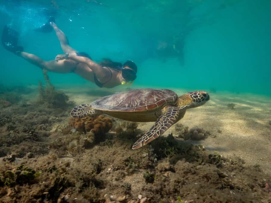 Port Douglas: Low Isles Glass Bottom Boat & Snorkeling Tour - Should you book this Low Isles tour?