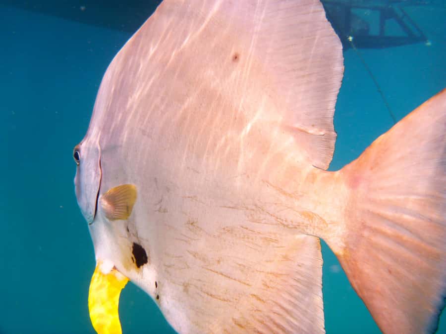 Port Douglas: Low Isles Reef Snorkeling Tour - Why Low Isles works well for a short reef trip