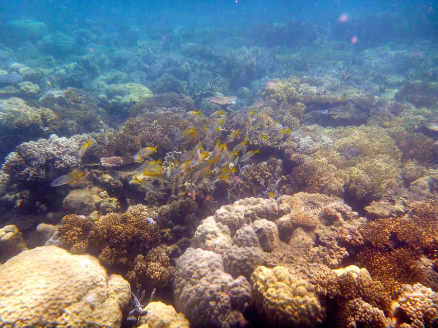 Port Douglas: Low Isles Reef Snorkeling Tour - The speedboat ride takes only 15 minutes