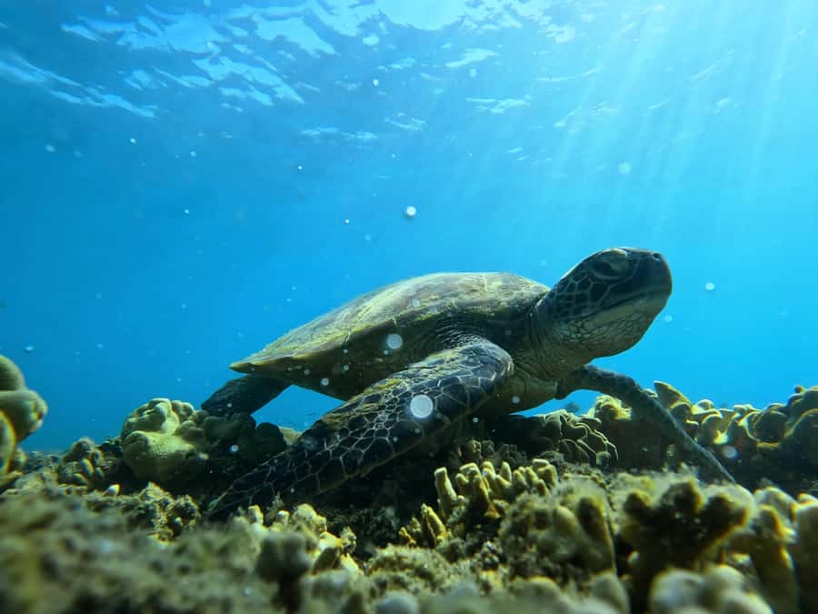 Port Douglas: Low Isles Reef Snorkeling Tour - Leaving from Crystalbrook Marina