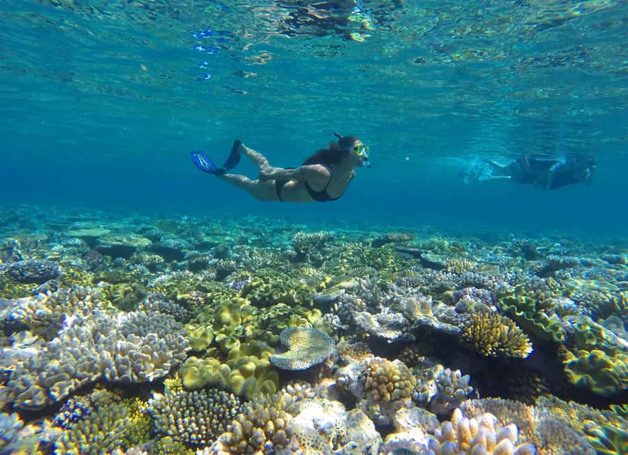 Port Douglas: Outer Barrier Reef Snorkel and Dive Options - Reaching the Outer Great Barrier Reef from Port Douglas