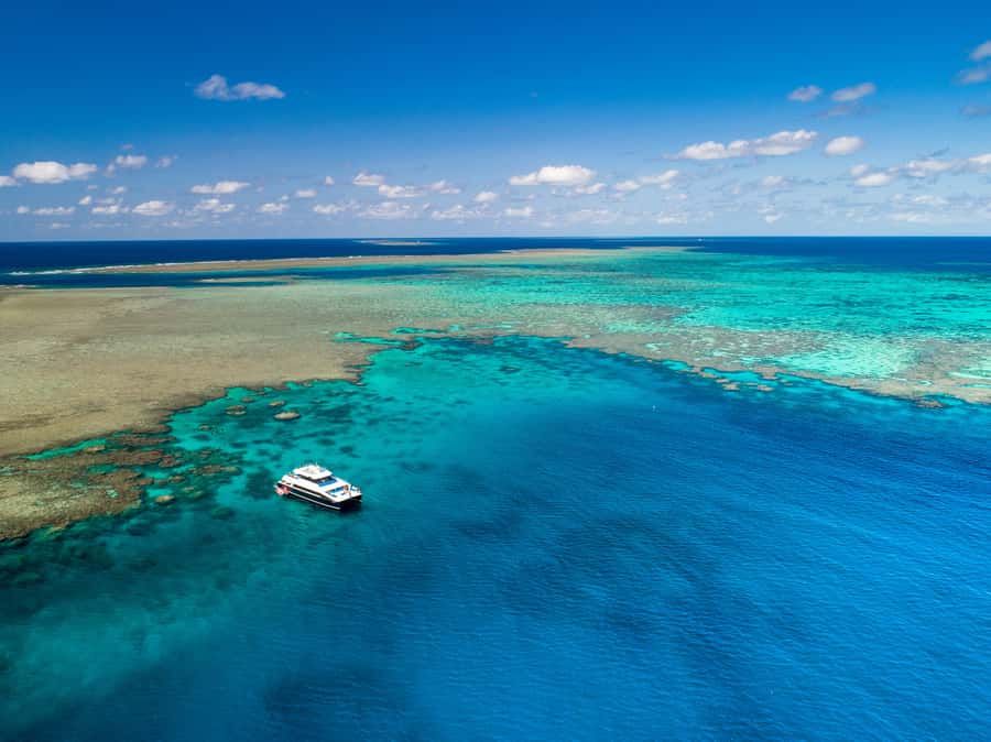 Port Douglas: Outer Barrier Reef Snorkel and Dive Options - What you can see beneath the surface