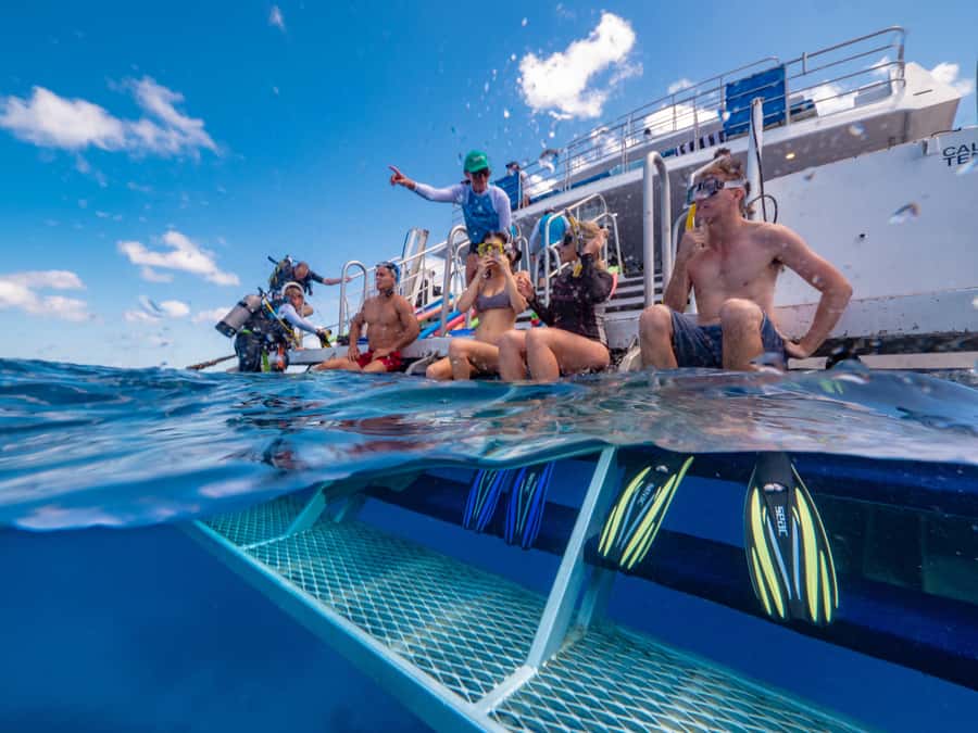 Port Douglas: Outer Barrier Reef Snorkel and Dive Options - Who should choose this reef trip?