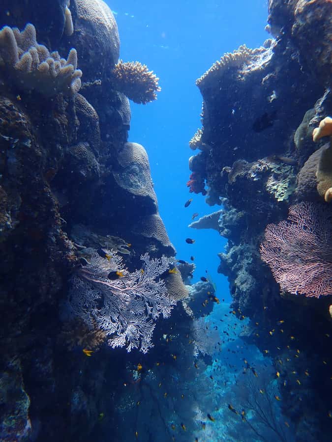 Port Douglas: Outer Great Barrier Reef Snorkeling Cruise - The marine biologists add real value