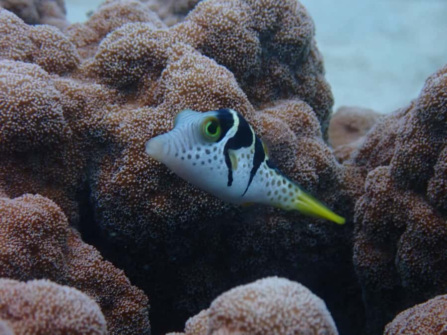 Port Douglas: Outer Great Barrier Reef Snorkeling Cruise - Free photos mean you can watch the reef