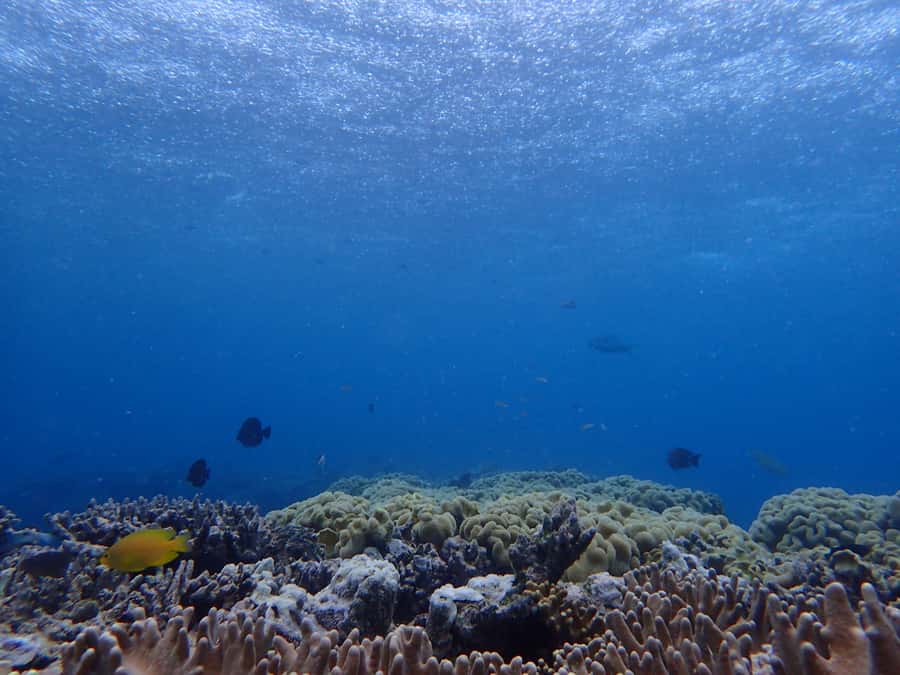 Port Douglas: Outer Great Barrier Reef Snorkeling Cruise - Boat comfort, weather, and the long ride out